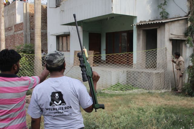 Rescuers gather with tranquilizer guns outside of the house ready to rescue the leopard