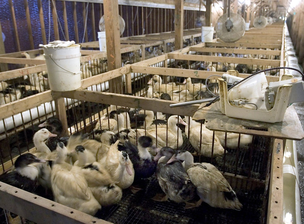 France bans foie gras for three months over bird flu scare | The ...