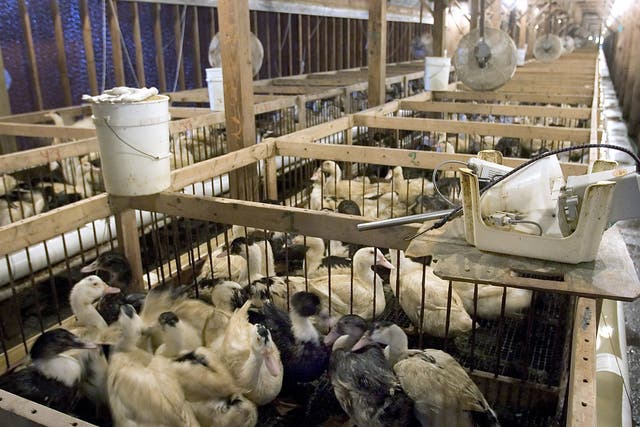 <p>Foie gras is produced by force-feeding birds with corn using a tube stuck down their throats</p>
