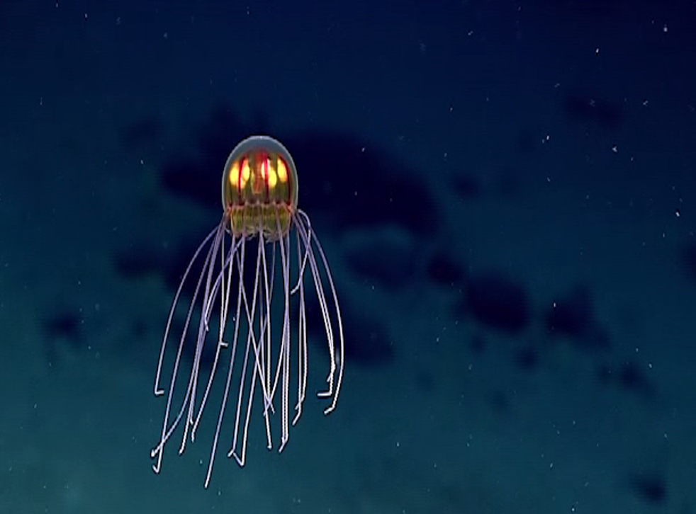 This newly discovered jellyfish looks like a ‘beautiful’ Pixar ...