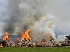 World powers to decide fate of African elephant as ivory ban expires