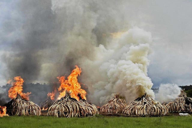 Burning stacks of elephant tusks ivory and rhinoceros horns at the Nairobi National Park in April. Kenyan President Uhuru Kenyatta set light to the world's largest ivory bonfire