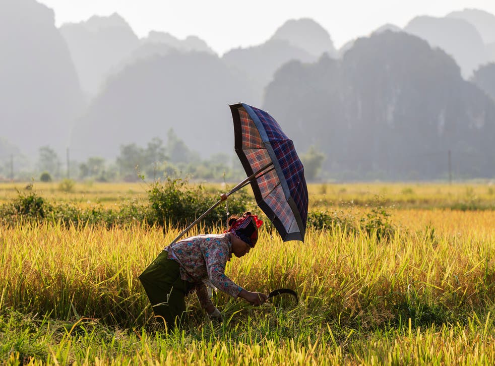 A rice workers harvest rice from a paddy in Ninh Binh, Vietnam, in the shadow of the karst peaks