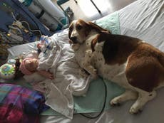 Loyal pet dogs refuse to leave side of dying baby girl