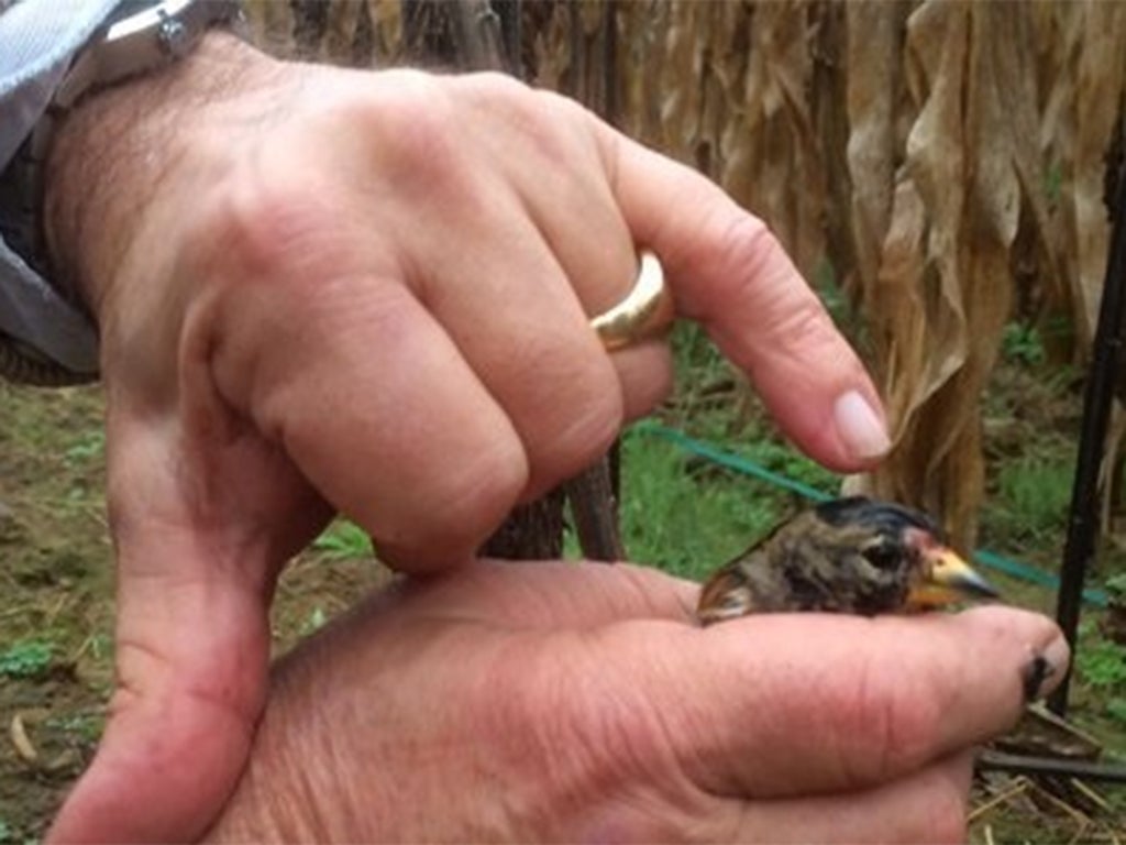 A wounded bird after being rescued by wildlife volunteers in France