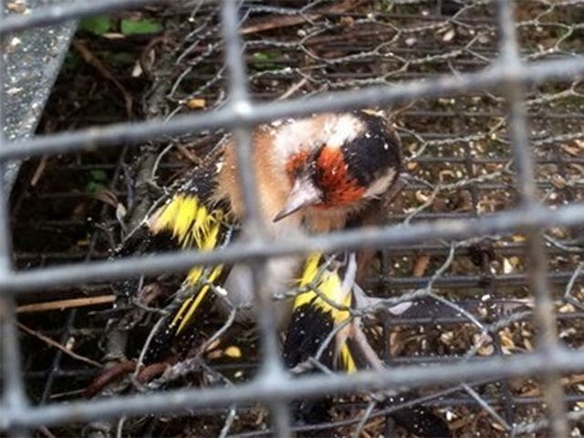 Hunters use cruel methods to catch goldfinches