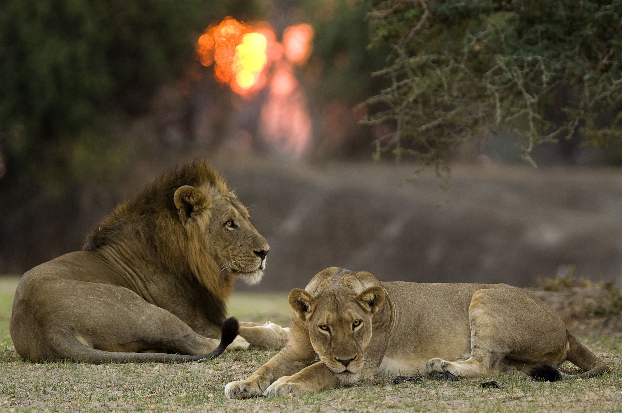 Lions in Zambia