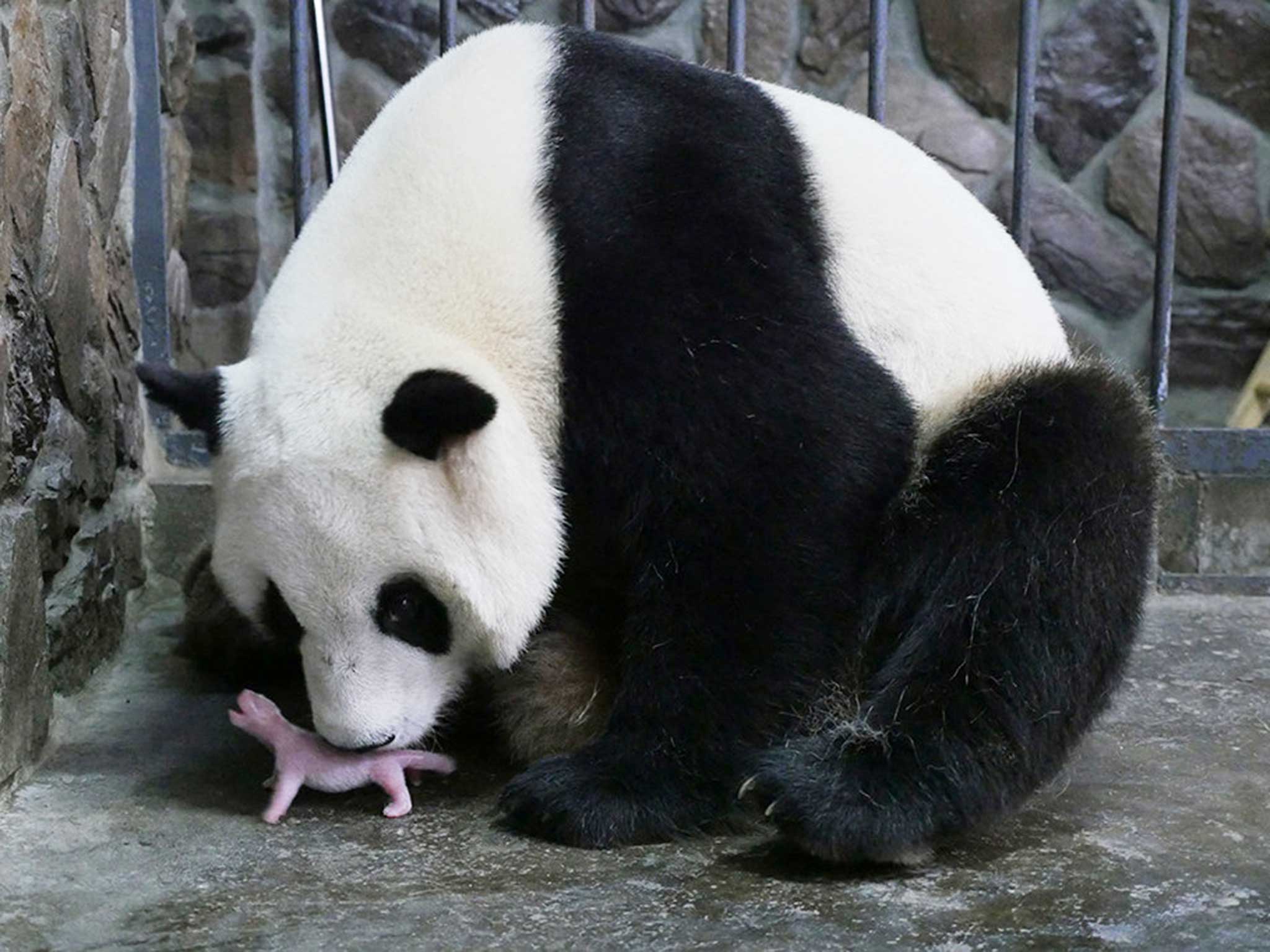 Hao Hao is seen with her new-born cub at a giant panda breeding centre in Chengdu, Sichuan Province, China
