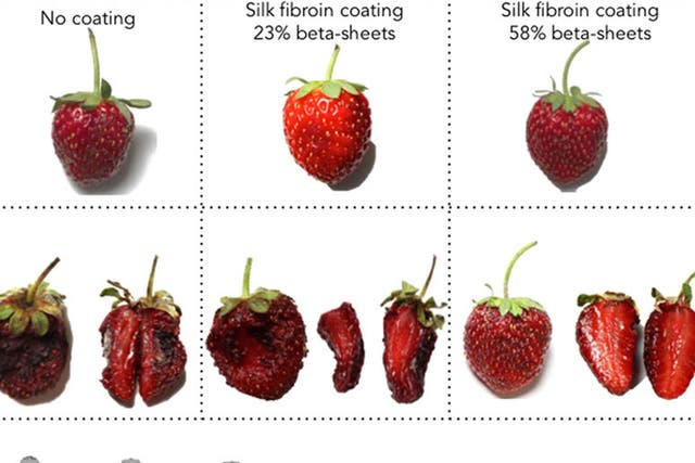 A coating made from silk helped preserve strawberries kept for a week at 22 degrees Celsius. The uncoated strawberry on the left did not fare well but the fruit with one type of coating on the right appears almost as fresh as it was seven days before.