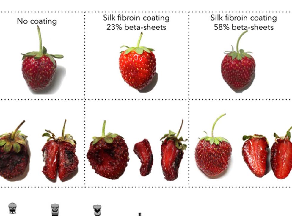 A coating made from silk helped preserve strawberries kept for a week at 22 degrees Celsius. The uncoated strawberry on the left did not fare well but the fruit with one type of coating on the right appears almost as fresh as it was seven days before.