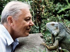 David Attenborough: 'Wildlife programming is of crucial importance'