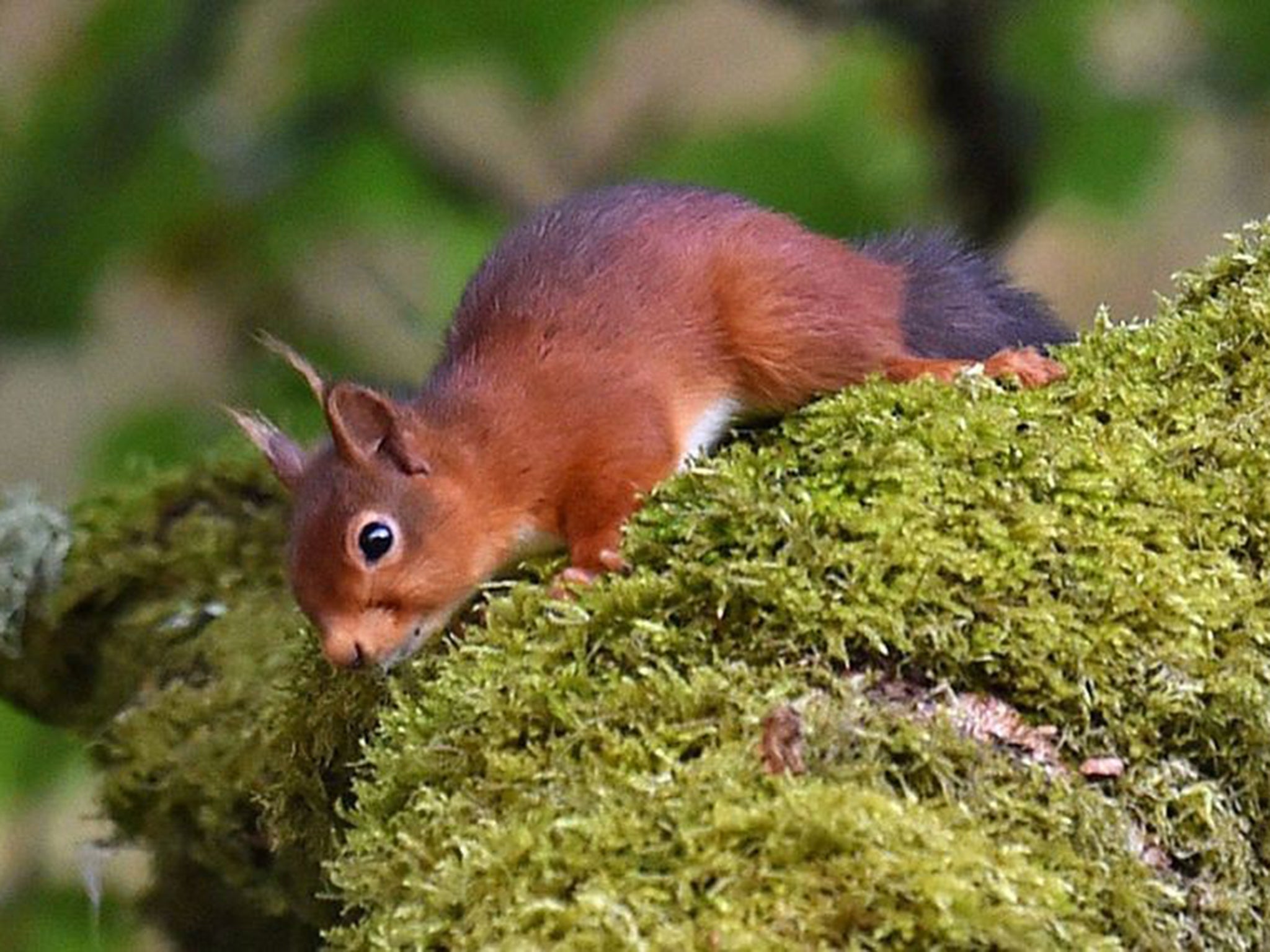 Numbers of red squirrels have fallen drastically to around 140,000 in the UK - with the majority in Scotland