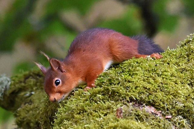 Numbers of red squirrels have fallen drastically to around 140,000 in the UK - with the majority in Scotland