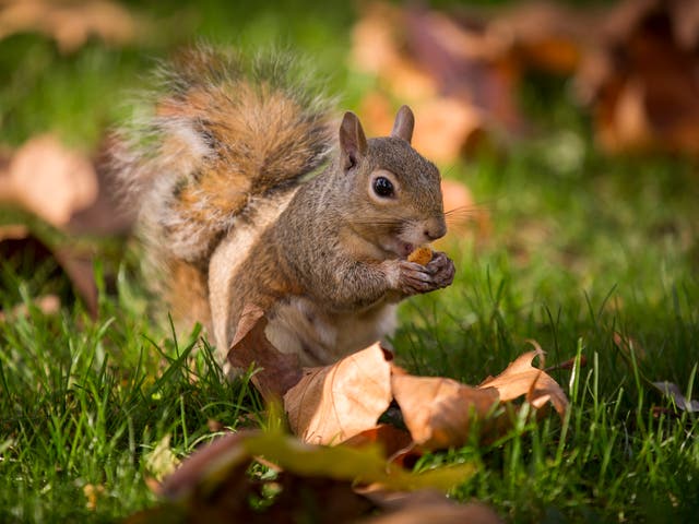 Conservationists are looking to cut grey squirrel numbers – with birth control