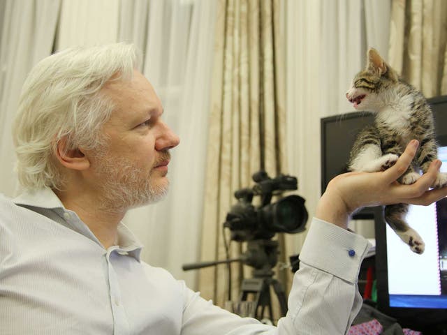 WikiLeaks founder Julian Assange holds up a kitten, a gift from his children, at the Ecuadorian Embassy in central London