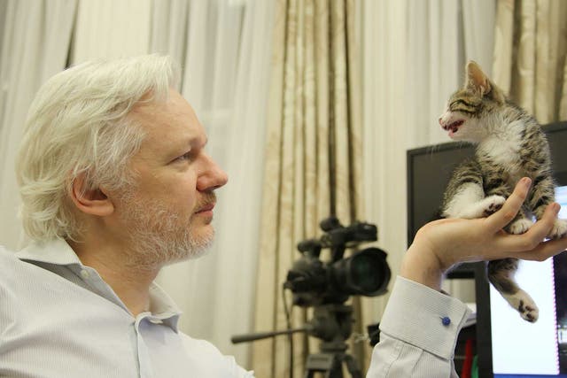 WikiLeaks founder Julian Assange holds up a kitten, a gift from his children, at the Ecuadorian Embassy in central London