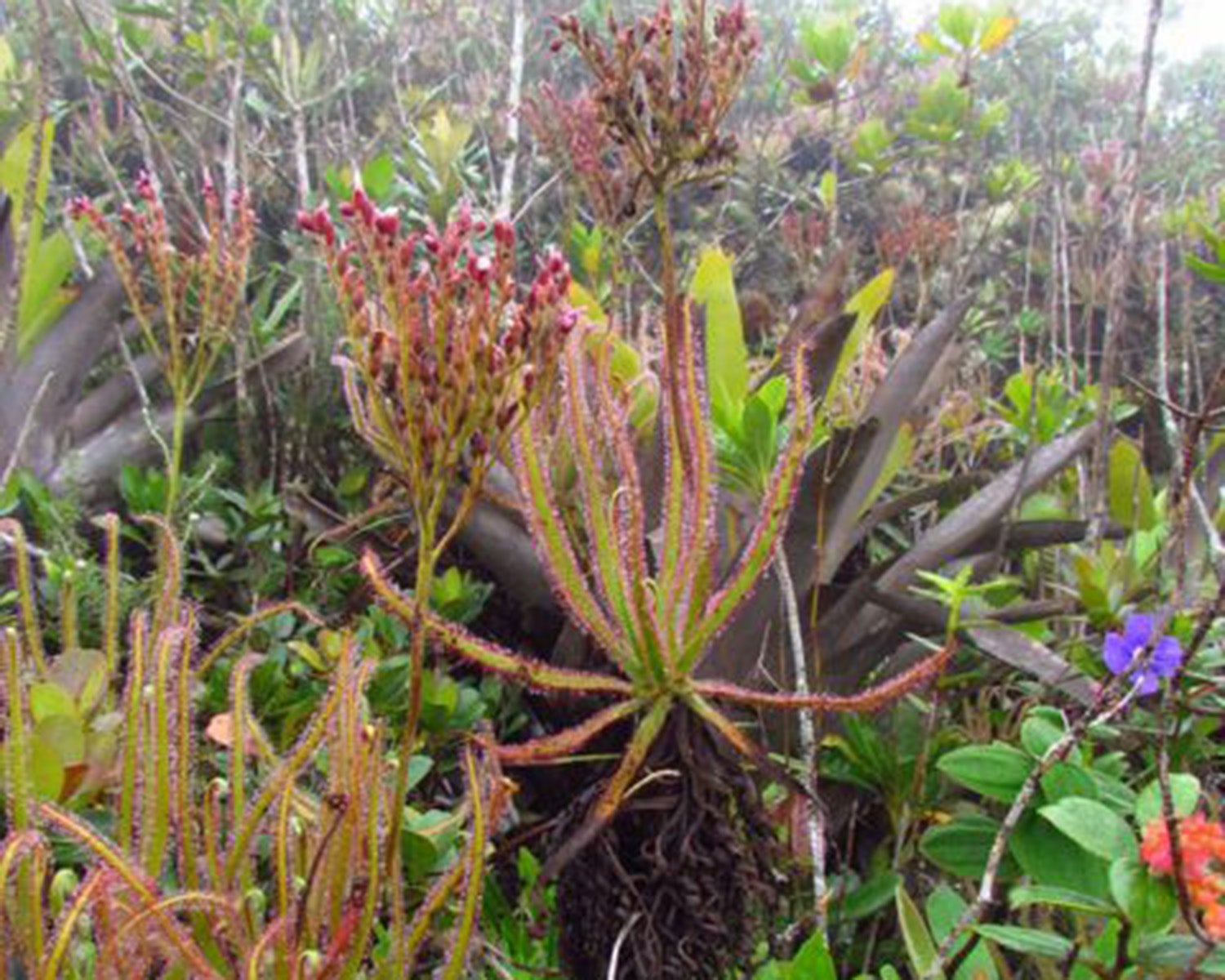 Some 2,000 new plant species are also discovered every year, such as this 1.5 metre tall fly-eating Brazilian sundew