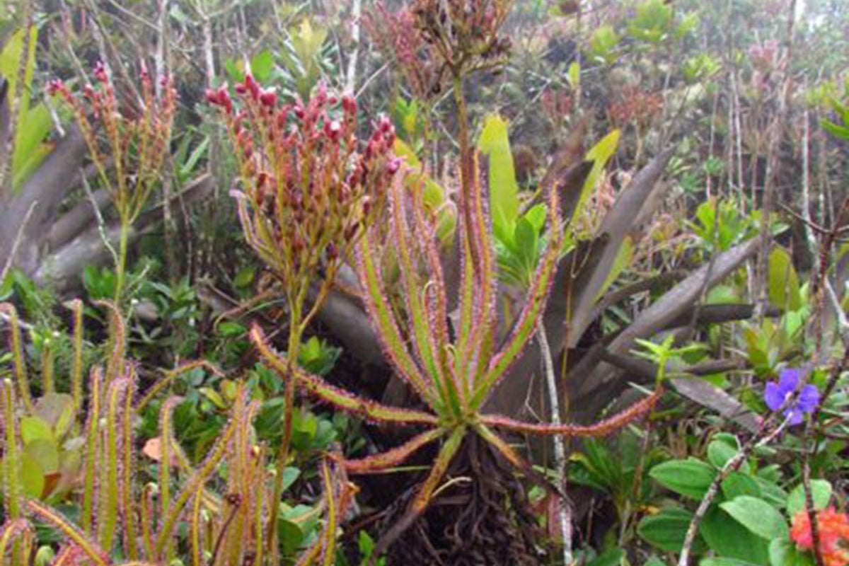 One in five of all plant species threatened with extinction | The ...