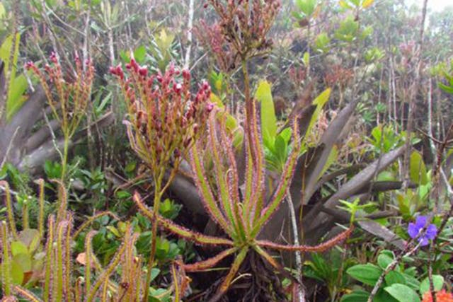 Some 2,000 new plant species are also discovered every year, such as this 1.5 metre tall fly-eating Brazilian sundew