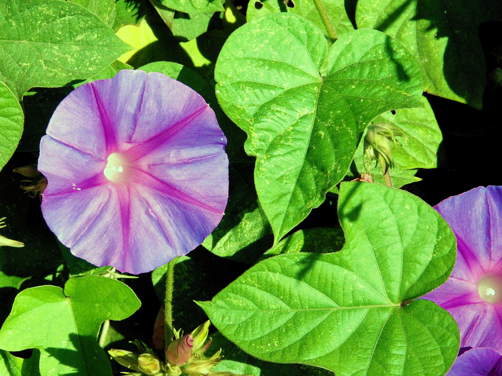 Ipomoea, a species of the sweet potato family