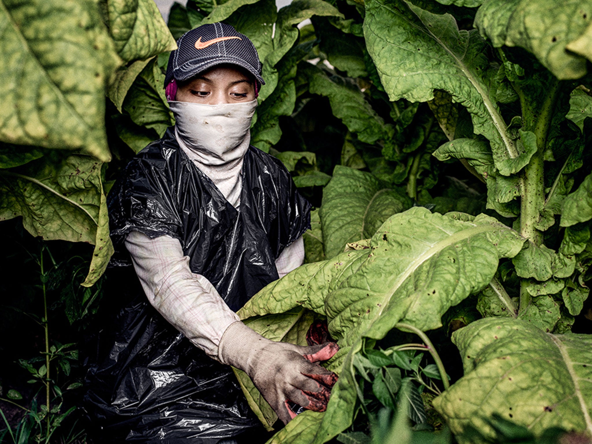 'Sofia,' a 17-year-old, works in a tobacco field in North Carolina
