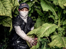 Read more

Obama bans e-cigs for children but not child labour on tobacco farms