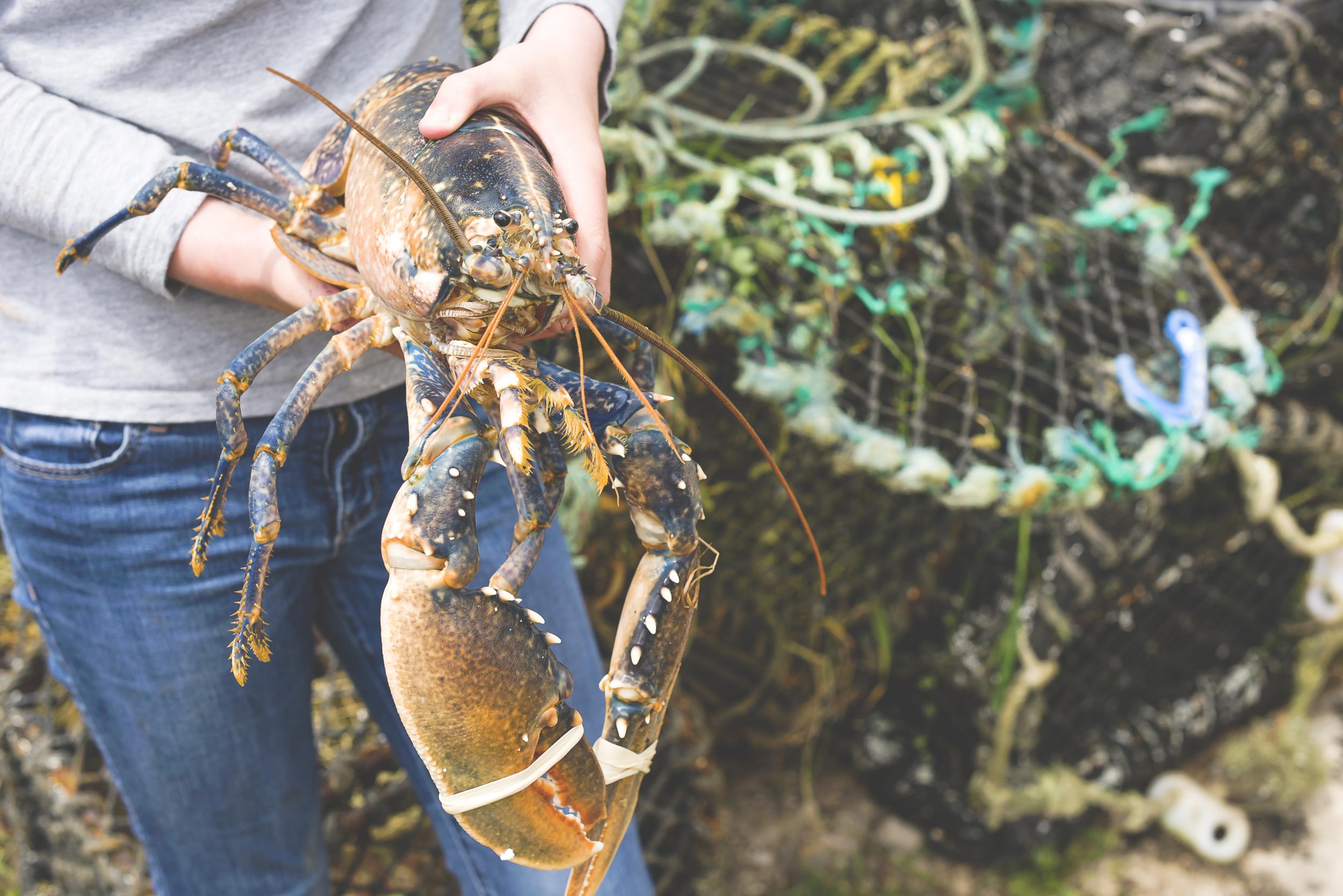 Fresh seafood on Bryher