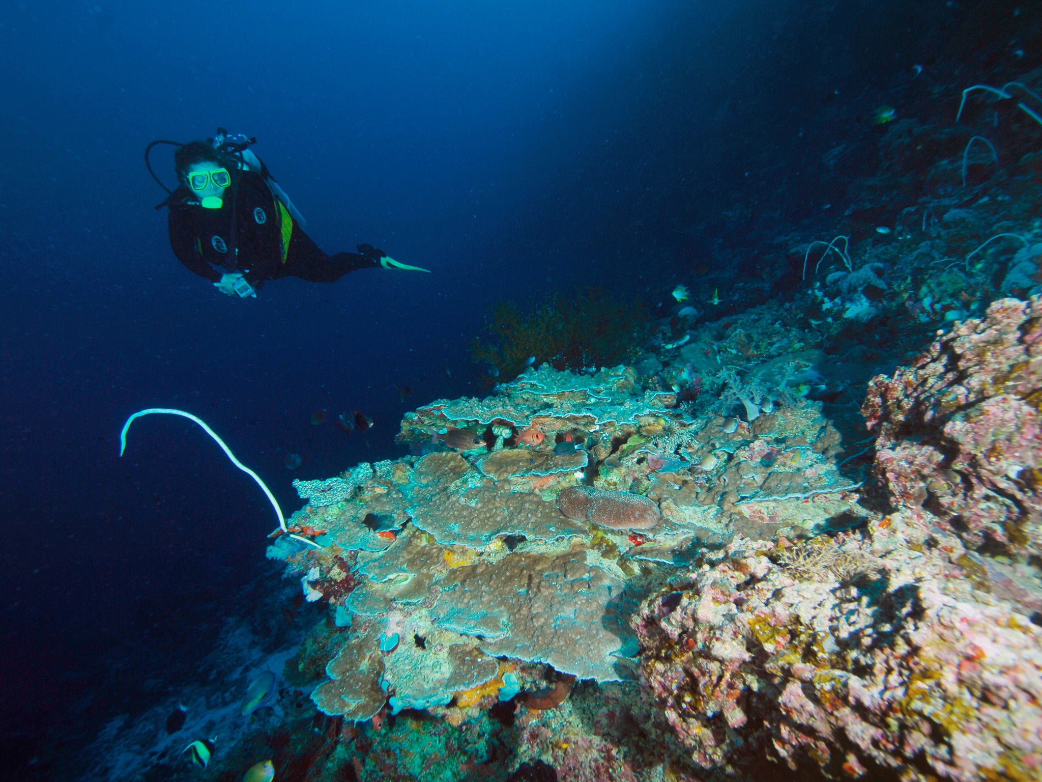 Diving at Apo Reef