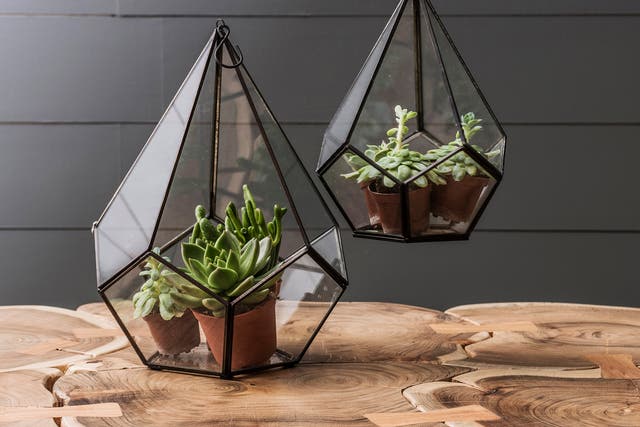 Graham and green hanging terrariums £38.00 - £65.00