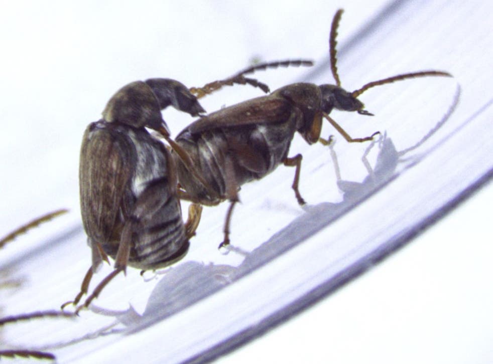 Genes That Encourage Same Sex Mating In Beetles Help Opposite Gender 