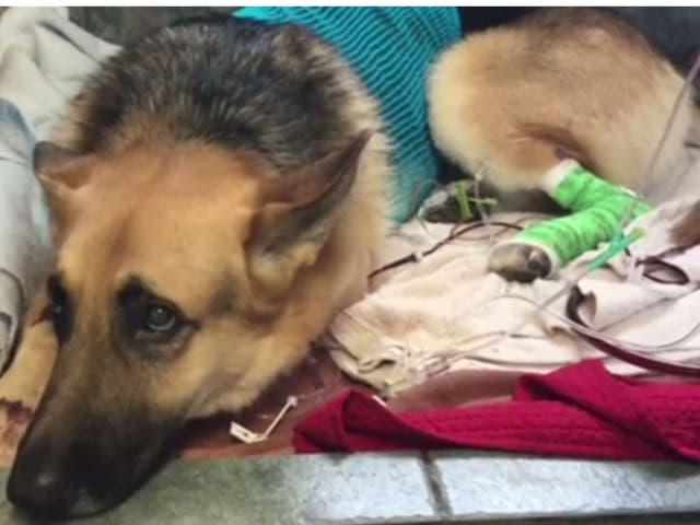 Dog Haus saved girl from rattlesnake bite