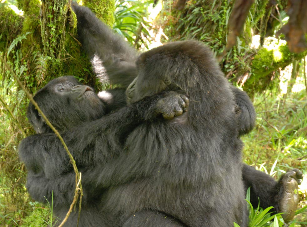 The first known picture of female gorillas having lesbian sex, taken by researcher Cyril Grueter