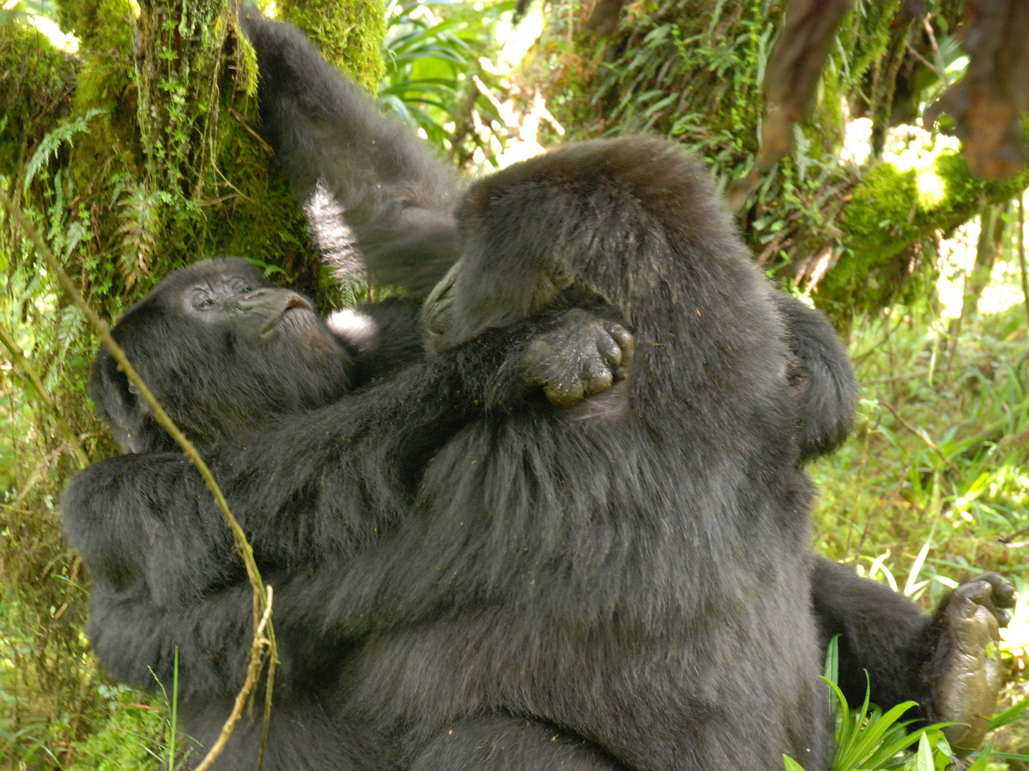 Gorilla having sex