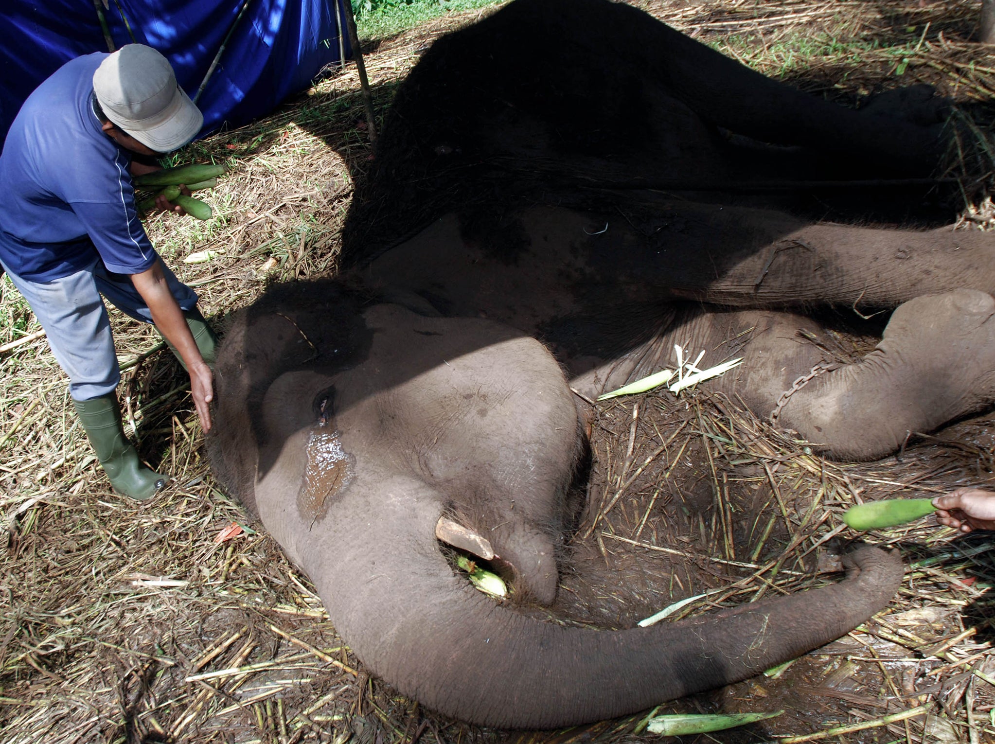 Sumatran female elephant, Yani, lies down on the ground in Bandung city's zoo, West Java province, several hours before eventually dying