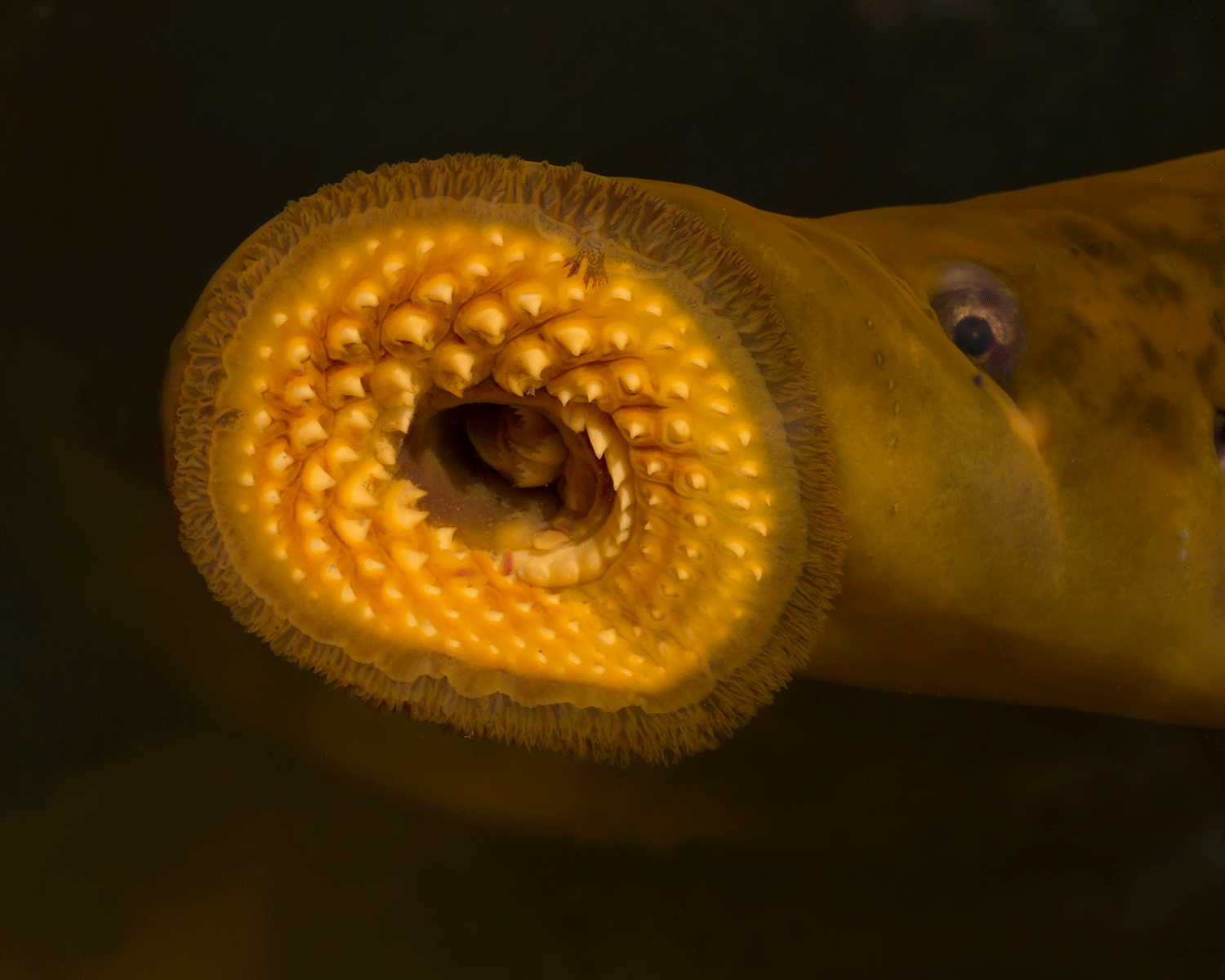Blood-sucking lamprey fish that pre-dates dinosaurs 'returns to British  rivers' | The Independent | The Independent
