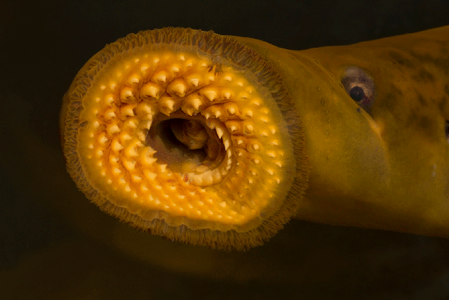 The river and sea lamprey have rows of bony teeth and a tongue which is used to bore into other fish