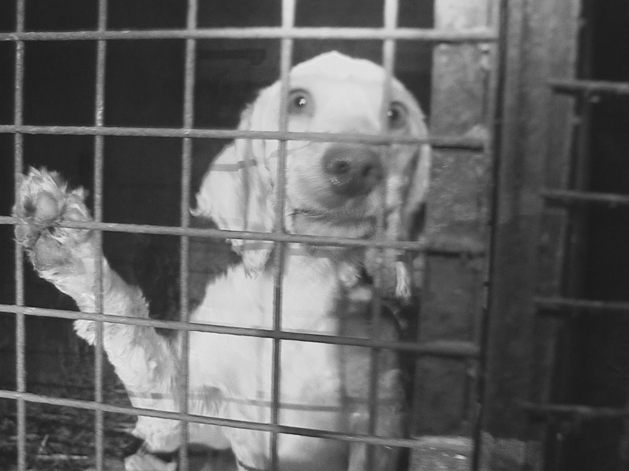One of the caged dogs at the puppy farm investigated by the author