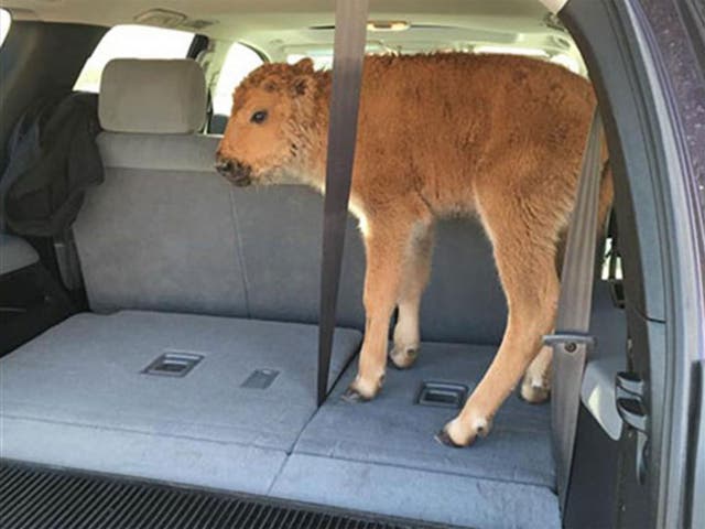 Yellowstone National Park officials have warned visitors about the dangers of getting too close to the wildlife (Karen Richardson)