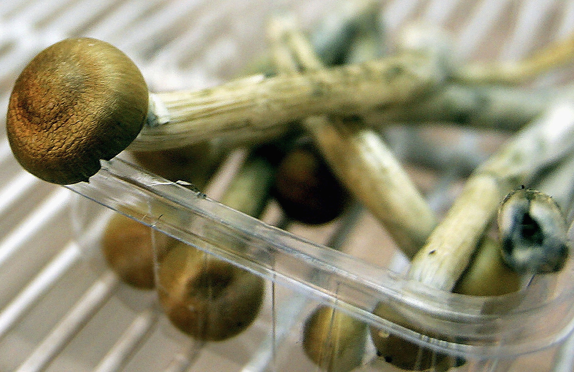 Magic mushrooms may ease anxiety and depression in cancer patients