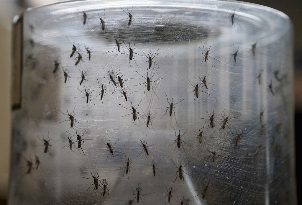Aedes aegypti mosquitos are shown at the Fiocruz institute in Brazil.