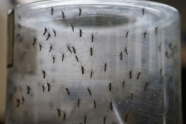 Aedes aegypti mosquitos are shown at the Fiocruz institute in Brazil.