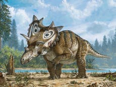 Read more

Novice fossil collector in Montana discovers a new dinosaur species