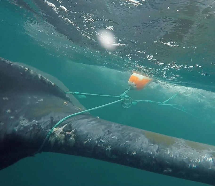 The whale was spotted dragging a fishing buoy, entangled in fishing lines