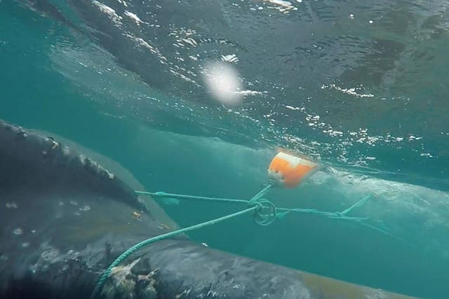 The whale was spotted dragging a fishing buoy, entangled in fishing lines