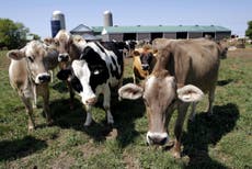 Read more

Feeding cows oregano can 'help fight climate change'