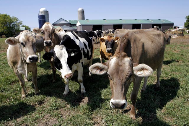 Official figures suggest there are 98 million cattle in the US