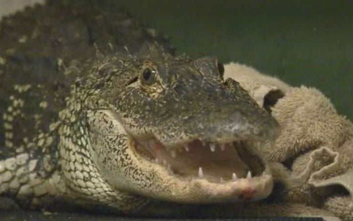 Wakey wakey! This five-foot alligator was banging on the door