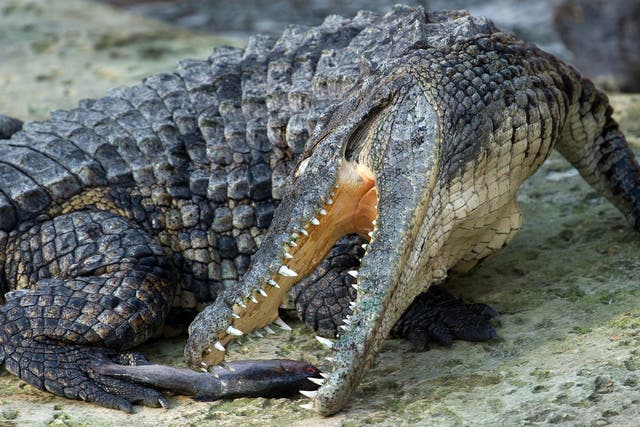 A Nile crocodile eats fish on March 26, 2014 at the park 'La planete des crocodiles' in Civaux, near the French western city of Poitiers.