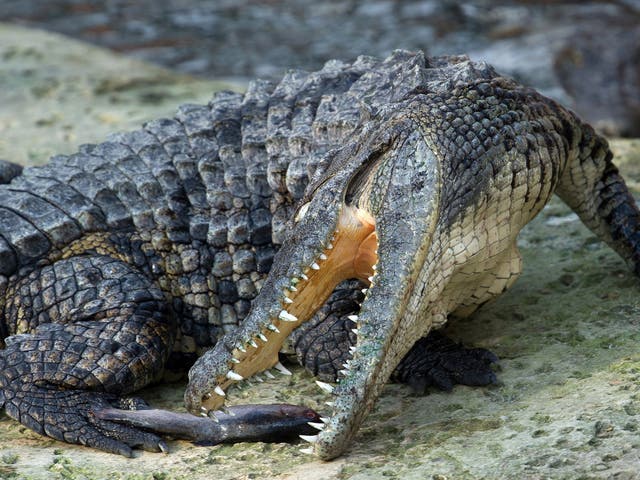 A Nile crocodile eats fish on March 26, 2014 at the park 'La planete des crocodiles' in Civaux, near the French western city of Poitiers.