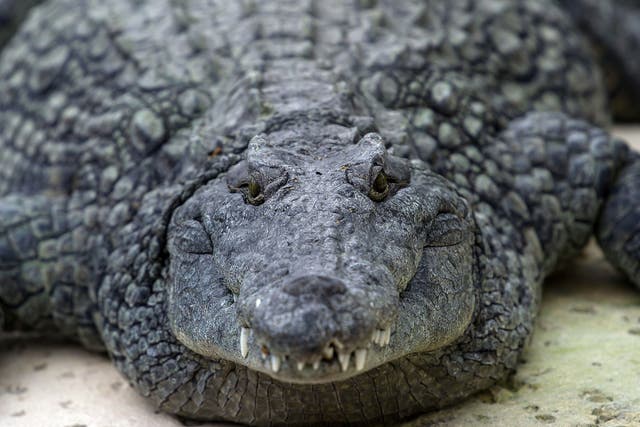 A Nile crocodile is seen on March 26, 2014 at the park 'La planete des crocodiles' in Civaux, near the French western city of Poitiers.